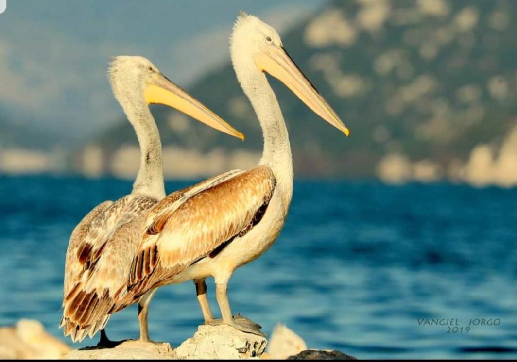 Rooms Lake View Balani Restaurant Σκόδρα Εξωτερικό φωτογραφία